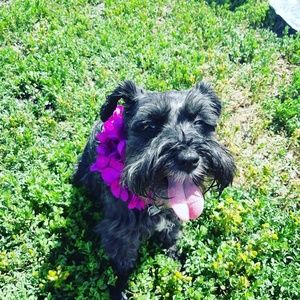 Meet your Posher, Jamie